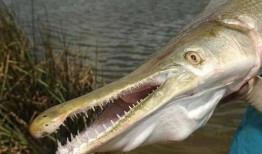 新闻爆料鳄雀鳝视频大全,惊现水中霸主！鳄雀鳝视频大全揭秘神秘生物